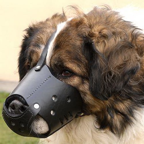 Кожаный намордник для кавказской овчарки «Trained dog»